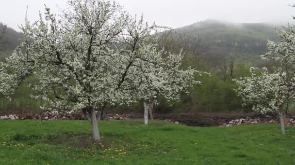 Сад плодовых деревьев сливы сада плодовых деревьев сливы весной. — стоковое видео